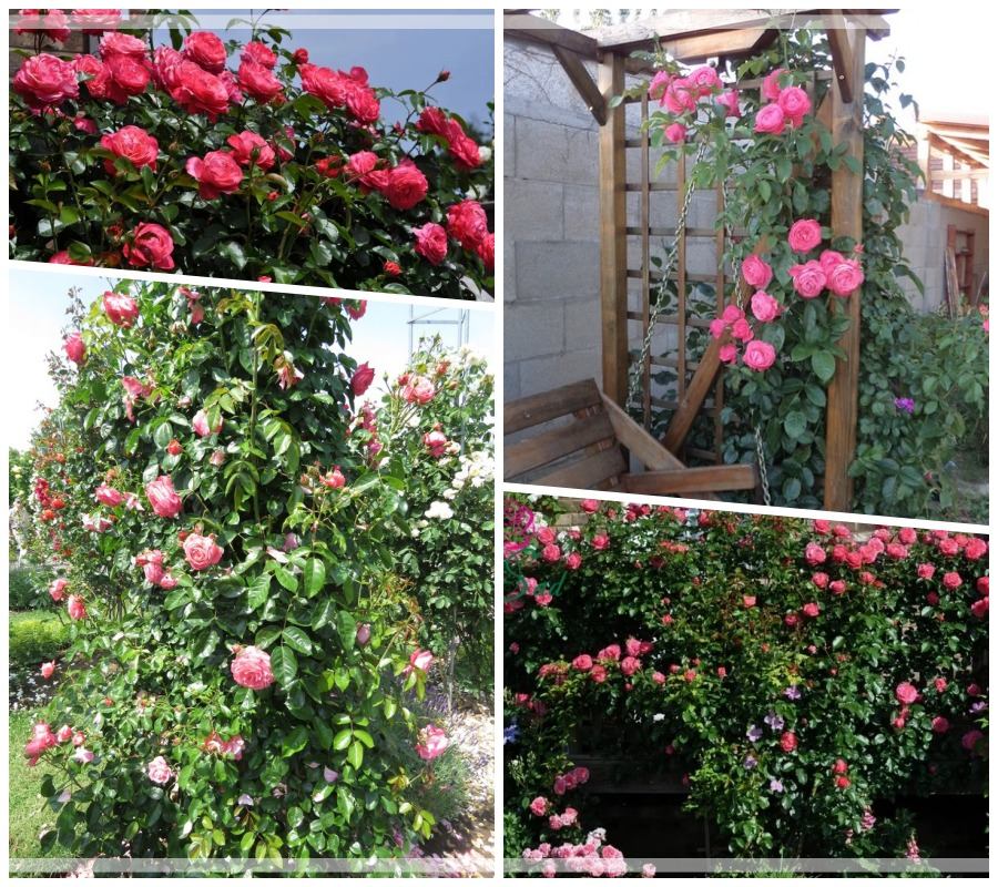 Rosanna róża pnąca